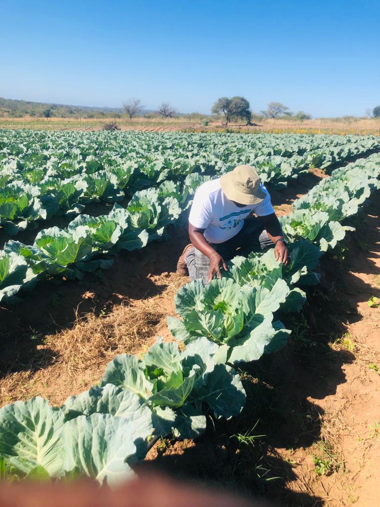 BenicaTheFarmer's tweet photo. Young people should consider venturing to farming,the demand for fresh produces is massive

Somebody kindly tag the Honorable Deputy President @DDMabuza to come pass Bushbuckridge and get some fresh vegetables from us whenever he is around Mpu

#YouthInFarming#YouthMonth
🌱🚜 https://t.co/4OkqG8oVnN