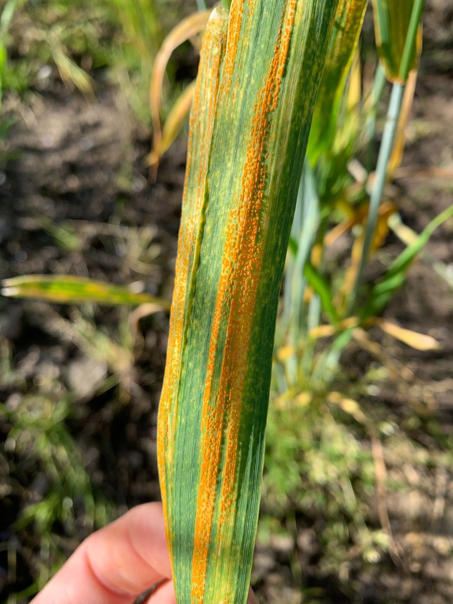 gurcharn_brar's tweet photo. Stripe rust (natural infection) has exploded in our winter wheat nursery! Excited to rate this material from @grafwheat @harwinderssidhu, Curt McCartney and our own! https://t.co/GjXJqD1rQw