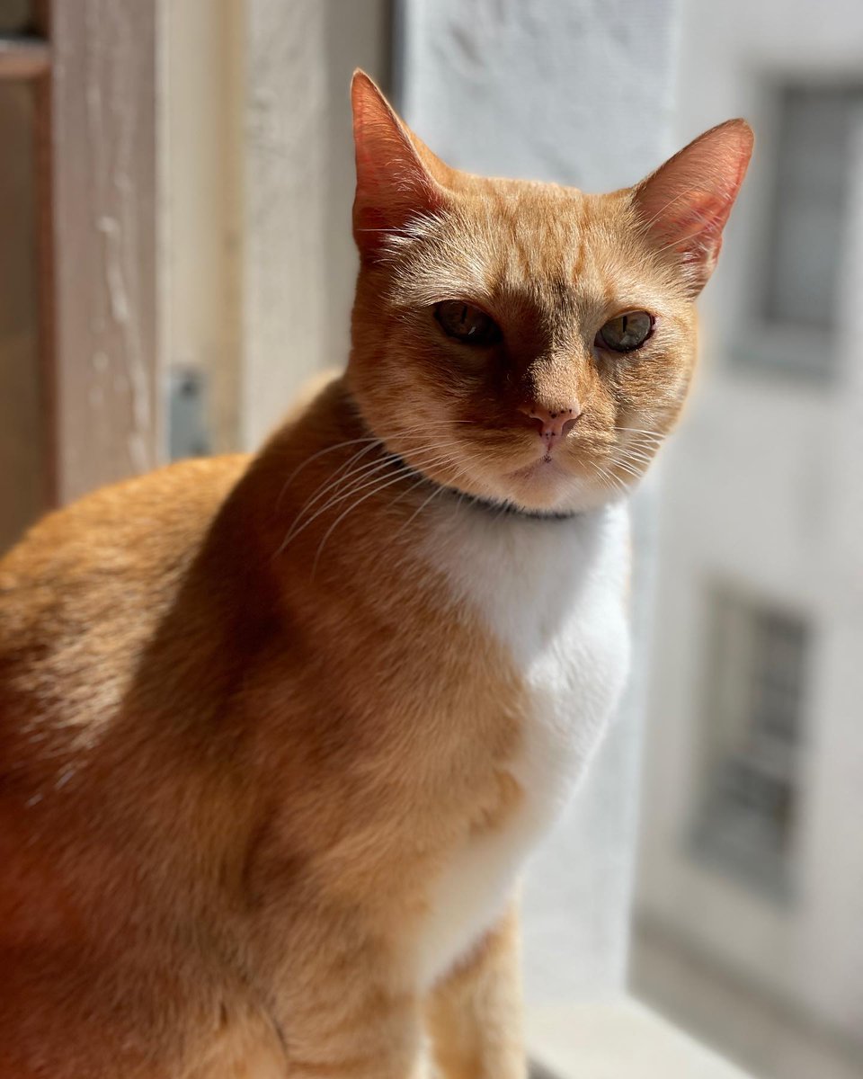 FreyjaCurlyEars's tweet photo. Guest appearance by Loki. #guest #loki #orangecat #orangecatsofinstagram #cats #catsofinstagram #catstagram #pet #love #cute #kitty #instacat #catlover #petstagram #meow #lovecats #cute #fluffy #kat #katten #poofy #purr #purrs #follow #ilovecats #ikhouvankatten https://t.co/aHApzyj1eF