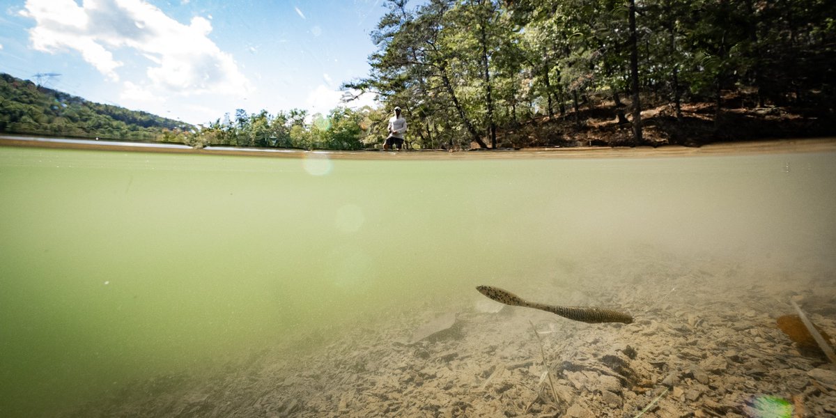 MISSILE_BAITS's tweet photo. We hope y’all got some weekend angling in! What was your go to bait this weekend? 🎣
#missilebaits #bassfishing #bombshot https://t.co/uUfe7GC00K