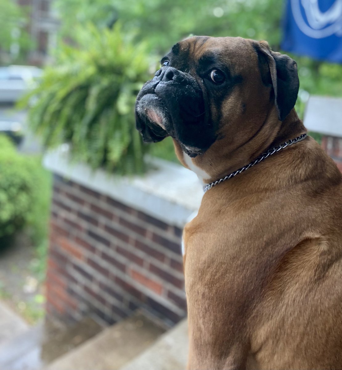 MuggsTheBoxer's tweet photo. @JanetBoxer https://t.co/5o0iOkxTII