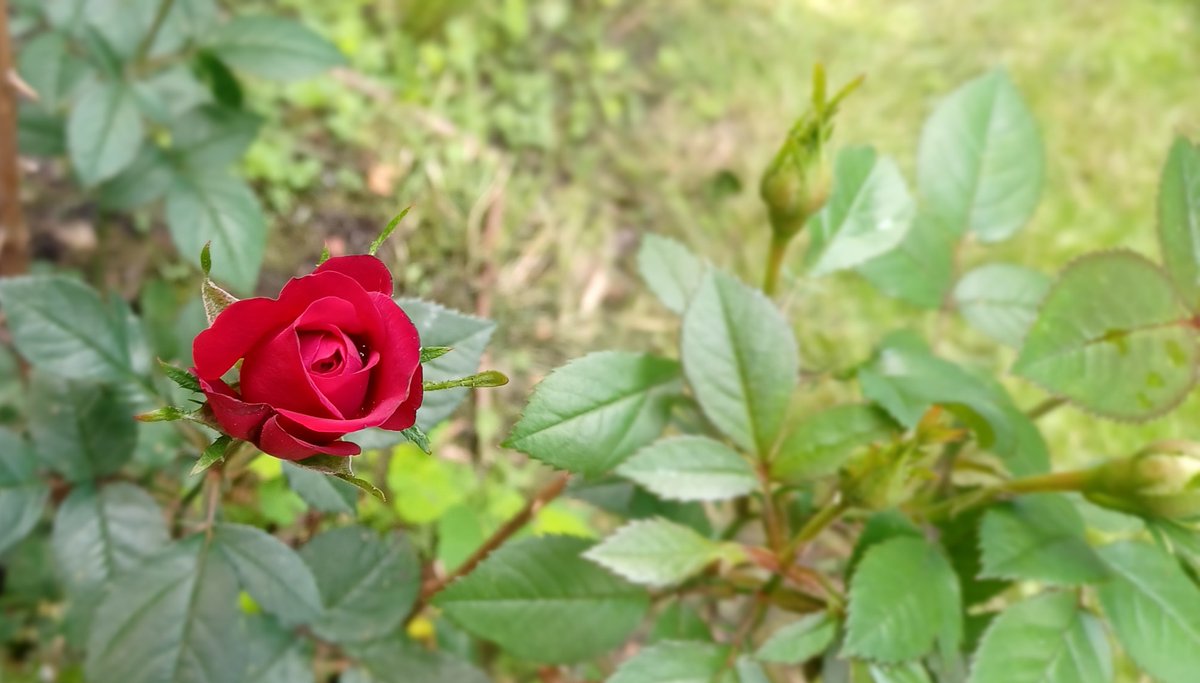 Every summer this beautiful little rose bush blooms. I think it's probably 5 or 6 years old?! It's not a huge bush but it's mighty strong and always reminds me of the amazing students I get to teach. Thank you <a href="/tel71384/">Tiffany Lewis</a> for the wonderful gift ❤️