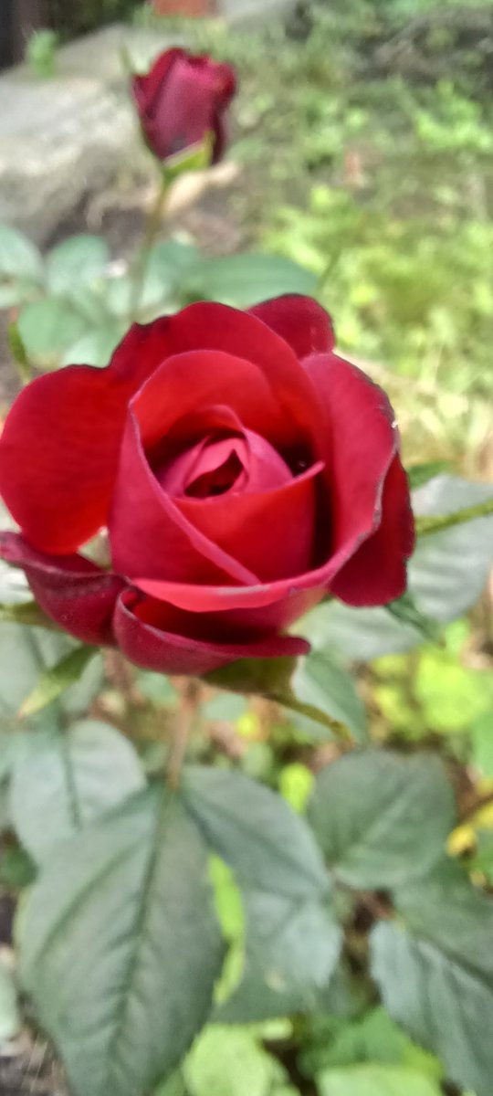 MegBeards104's tweet photo. Every summer this beautiful little rose bush blooms. I think it's probably 5 or 6 years old?! It's not a huge bush but it's mighty strong and always reminds me of the amazing students I get to teach. Thank you @tel71384 for the wonderful gift ❤️ https://t.co/h6rsyoobl9