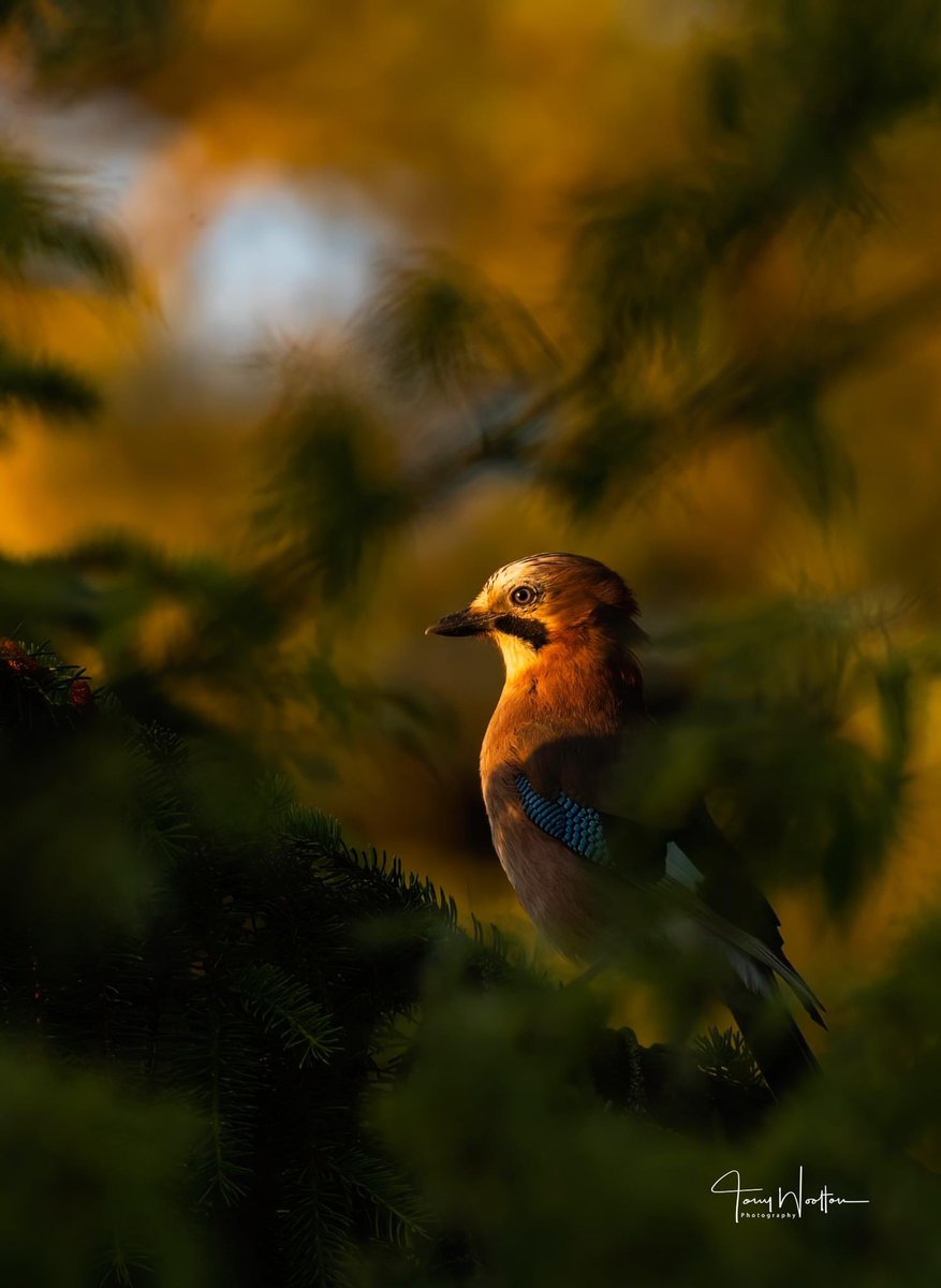 tonywootton7's tweet photo. Back in his favourite spot .. Jay catching the last of the afternoon Sunshine. https://t.co/QC1KIGPOAa