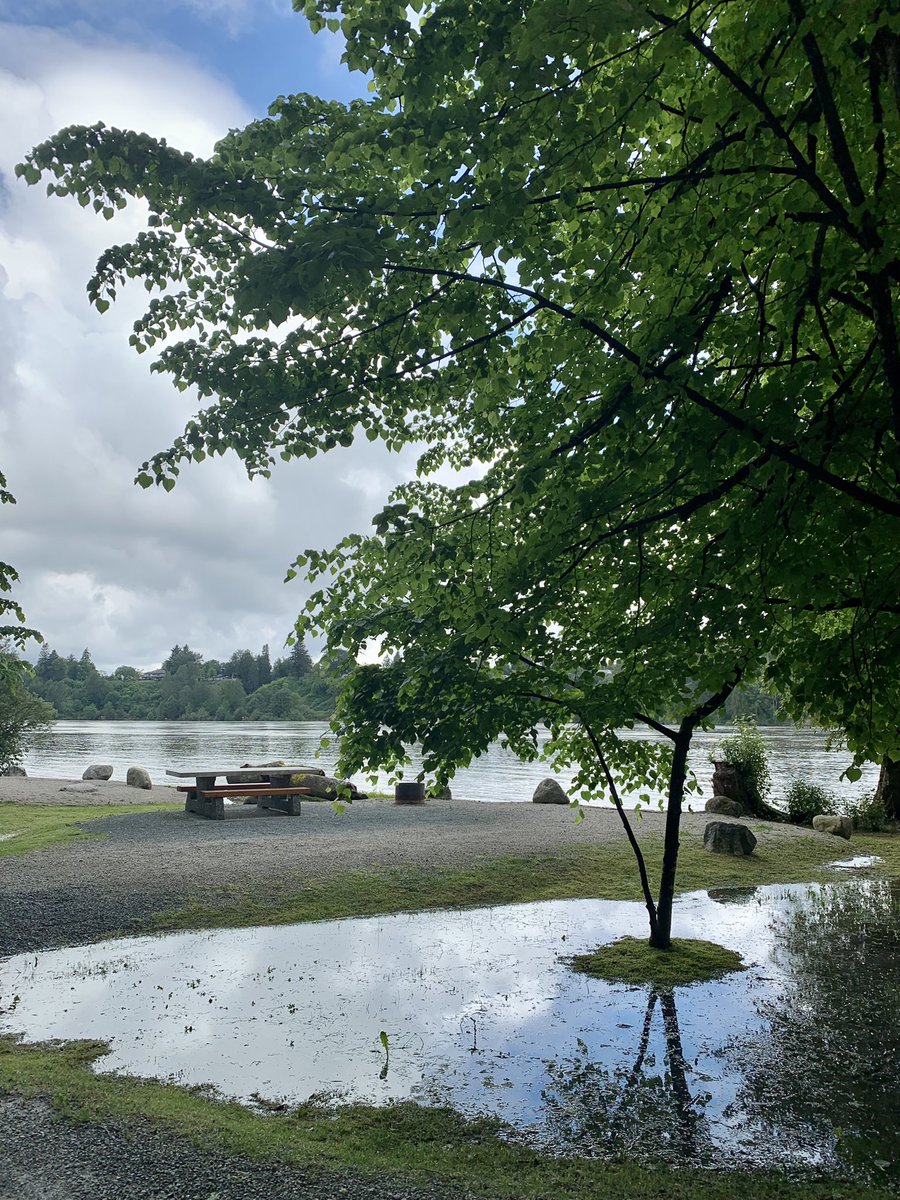 charmedberry's tweet photo. Headed oout for our usual stroll around #DerbysReach, the campgrounds have been closed due to flooding. The river is the highest that I can remember, almost up to the picnic tables along the main park. #BCfloods #FraserRiver #LangleyBC @news1130 @GlobalBC https://t.co/jHpNdEDrvX