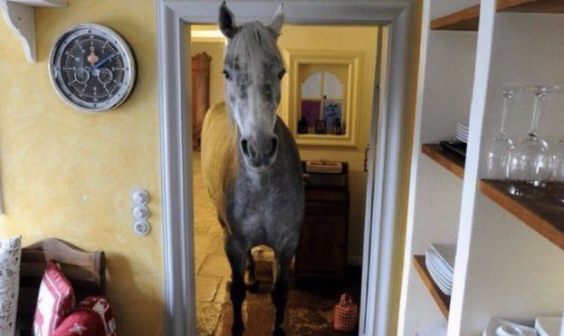 4nayuhh's tweet photo. Who else is coming? Gemma’s horse? #LoveIsland https://t.co/qza649FnwN