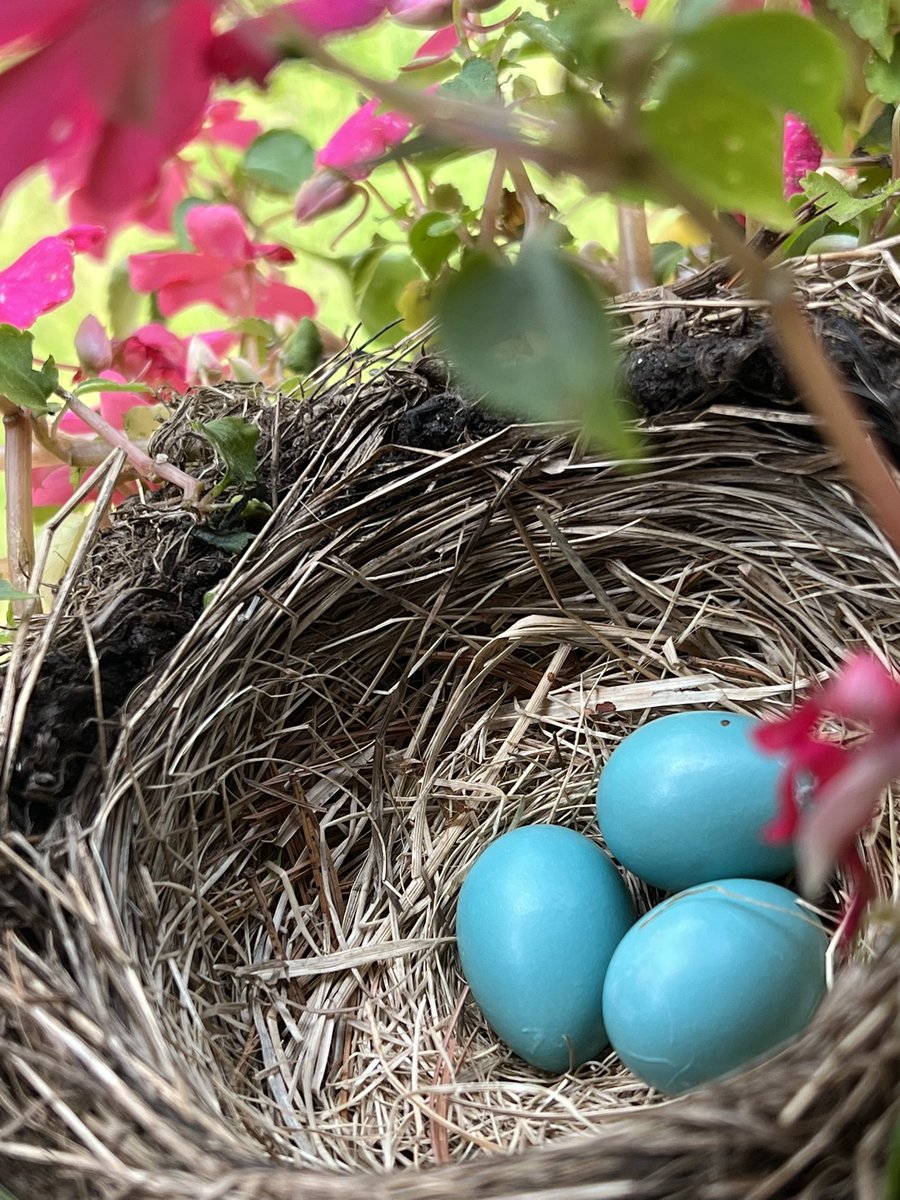familytime's tweet image. “Every field wears a bonnet
With some spring daisies on it,
Even birds of a feather show their clothes off together.
Sun's gettin' shinery, to spotlight the finery,
#Spring, Spring, Spring.” 🎶
#7bridesfor7brothers #NaturePhotography #robineggblue