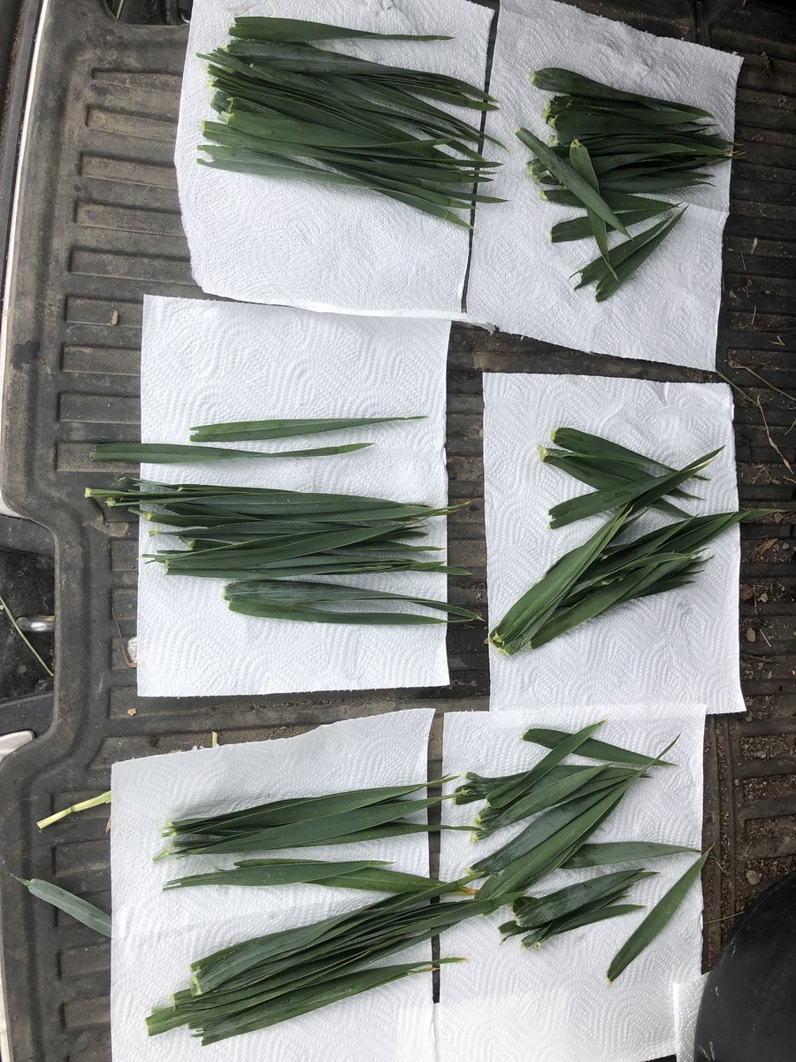 slykkegaardh's tweet photo. 10 places in Denmark, we test our qPCR septoria model against farmers' own septoria strategy. In addition, we also test adjusted dose one to one to actual biomass, -so that every kilo of biomass receives right amount of fungicide according to qPCR model- Faming is in 3D😉 https://t.co/x2T2sVvCI4