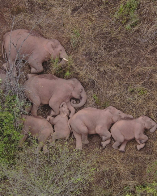 <a href="/__AlishaMarie/">Alisha Smith</a> <a href="/jimrosecircus1/">jim rose circus</a> Elephant family sleeping together