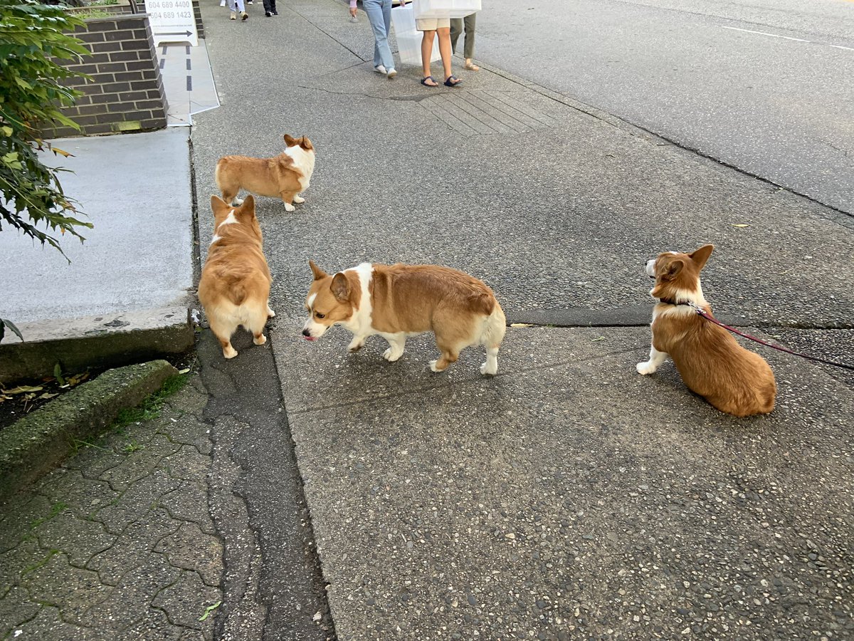 This corgi party brought me so much happiness.
