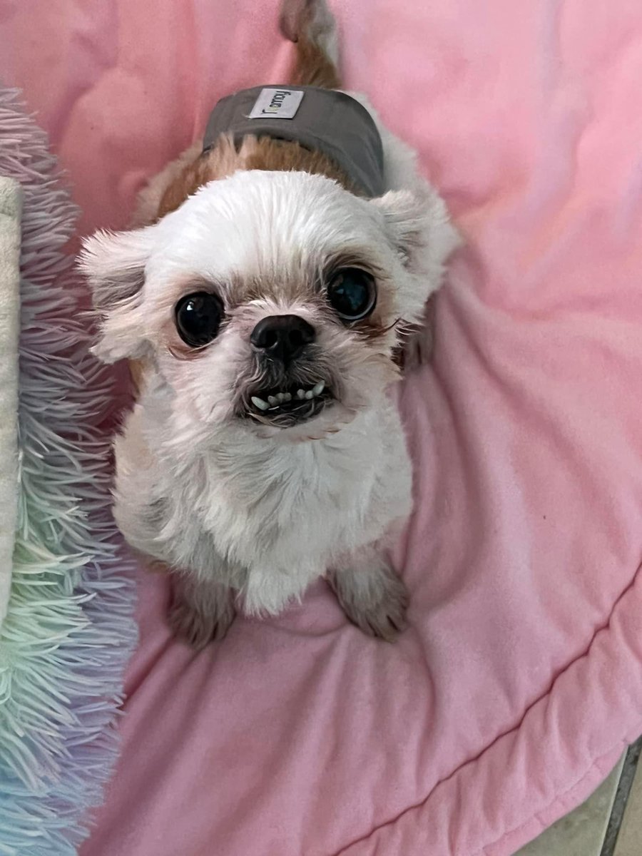 100+ Abandoned Dogs tweet media