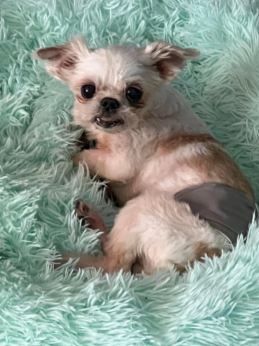 100+ Abandoned Dogs tweet media