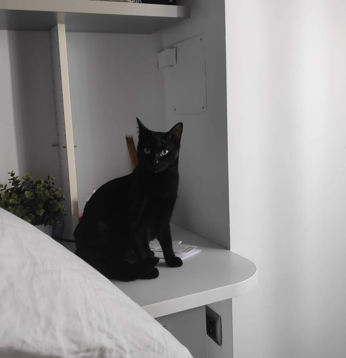 purpulima's tweet photo. 🐱🏠 GATITO BUSCA HOGAR
Este mimosín tiene 1 año, castrado, con chip y vacunas al día. Busca adopción en Madrid porque mi otra gata no lo acepta. Siempre quiere mimos y juegos, os acompañará a dormir, ver la tele y donde sea. Se ha llevado bien con otros gatos. Interesados DM. https://t.co/G7xkbPbVZD