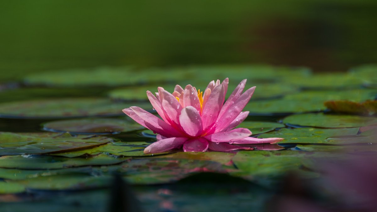 bakusan9604's tweet photo. どう撮るかはいつも悩む。ぐっと目線を下げて水面まで近づいてみたら、花びらが日に当たり透きとおっているのが見えた。目線を変えると、見えなかったものが見えてくる。だから写真はおもしろい。
#gunmapics #gunma_scene #ぐんまフォト旅 #ぐんま応援びと #写真好きな人と繋がりたい #楽山園 #甘楽 https://t.co/vktkXE1wBV