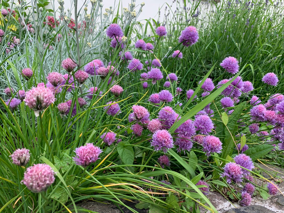 winemanUK's tweet image. Floralies 'Jardins Ouverts' du 70e Jubilee - ma photo favorite.....