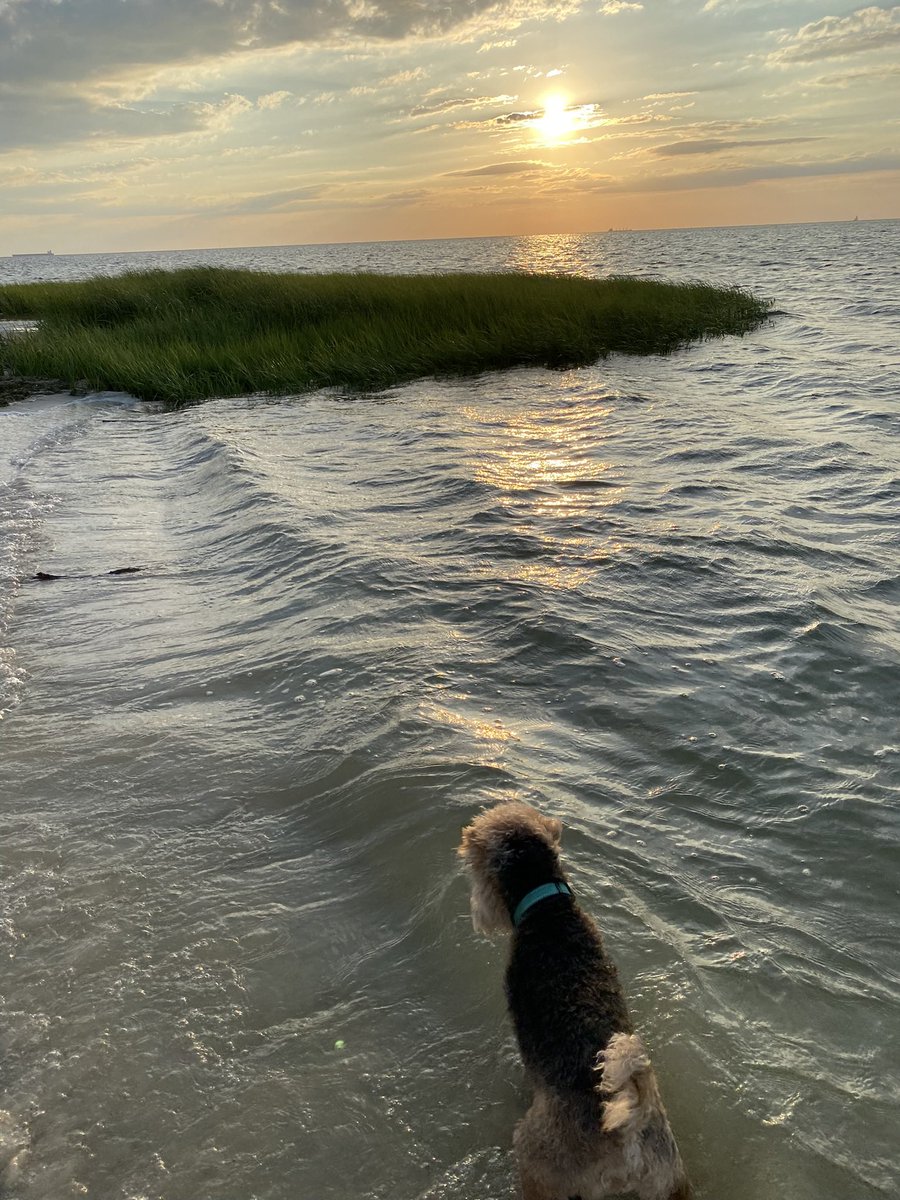 SheldonTheWelsh's tweet photo. I do not care for water. There was a green clump or something that was teasing me each time the water went away. I dipped my paws in to investigate and it was GONE. #dog #dogtwitter #DogsofTwittter #ocean #wave #welsh #vacation #seagrass #esva https://t.co/DsfNQXT06K