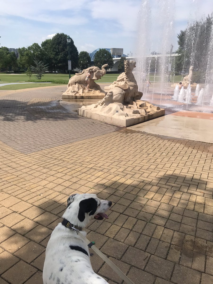 Partywithnikki's tweet photo. #dogparkdash2022 #Fenix don’t go chasing waterfalls 🤦🏽‍♀️ https://t.co/suqTRcLDUd