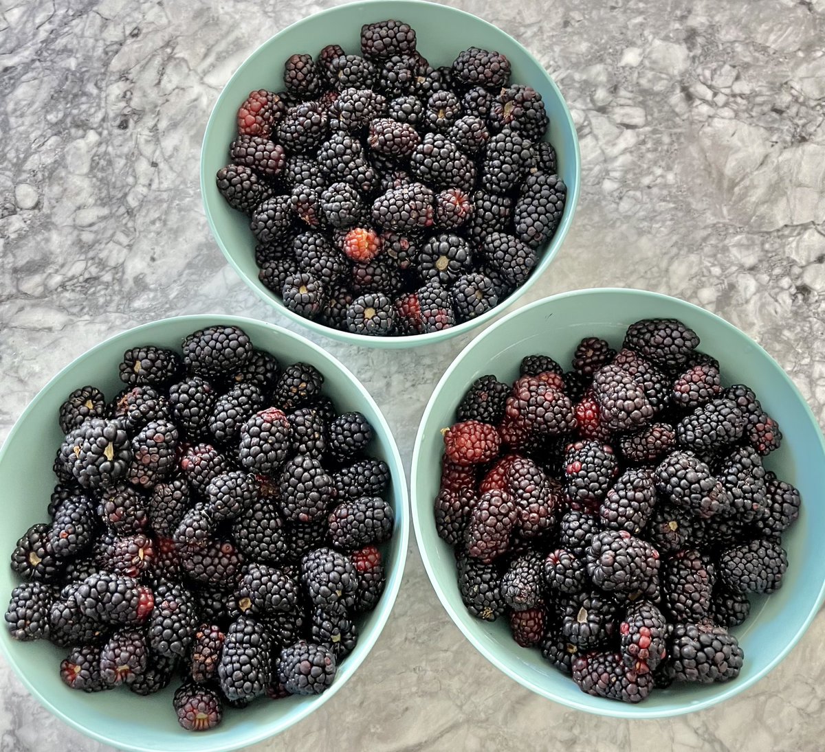 GeorgeMonks11's tweet photo. It’s #blackberry season in #Oklahoma and I just picked these. We’ll make a blackberry cobbler tonight. I remember teaching Wilderness Survival merit badge as a Camp Counselor at Camp Tom Hale with the Boy Scouts and hoping the campers would find these delicious treats. @OKscouts https://t.co/S9uvfdq9b4