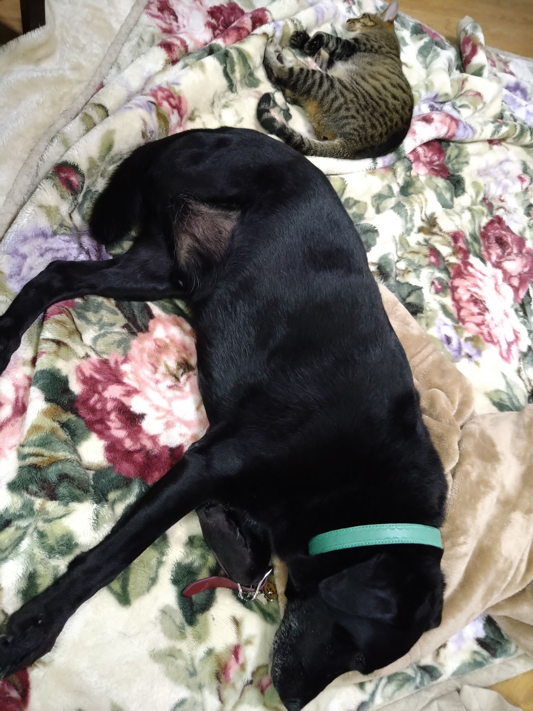 元盲導犬 レオ 人間と同じで 動物同士も距離を縮めるには時間がかかります そんな中 やっと一緒の布団で寝るまでに まだ距離感が微妙ですが レオ 先輩と寝れてよかったね レオと先輩 新参者レオ 家族は感動中 三本足 犬のいる生活 元盲導犬