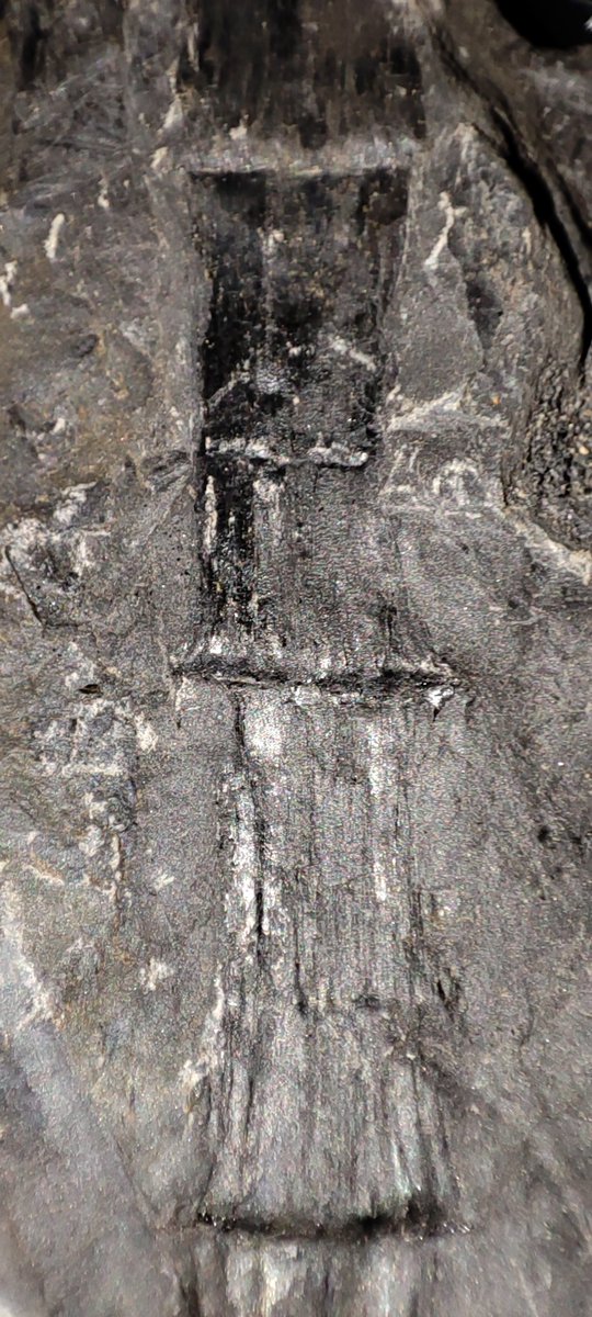 ForumFossil's tweet image. So after being diagnosed with heart failure within the last month, I&apos;ve not been able to do very much in the way of fossil hunting, today I decided to take my 5yo son to Betteshanger country park in Kent, UK, for their Dino expedition event. He absolutely loved it! So did I 😁