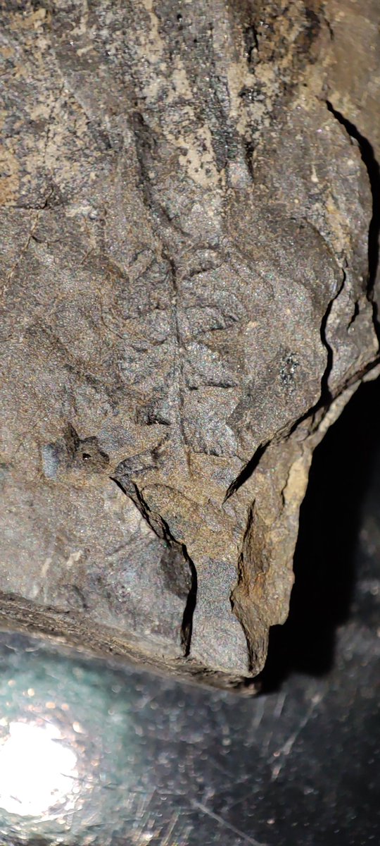 ForumFossil's tweet image. So after being diagnosed with heart failure within the last month, I&apos;ve not been able to do very much in the way of fossil hunting, today I decided to take my 5yo son to Betteshanger country park in Kent, UK, for their Dino expedition event. He absolutely loved it! So did I 😁