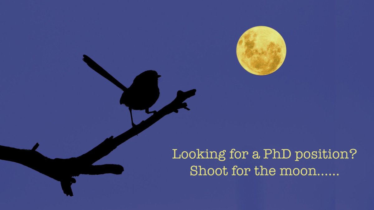 Prospective students  #PhDposition interested #behaviour (or #behavior), #ecology, #climate #adaptation or #conservation in purple-crowned #fairywrens? Contact me and apply before mid-August! Check out details on our research, and what we offer, here: petersresearchgroup.org