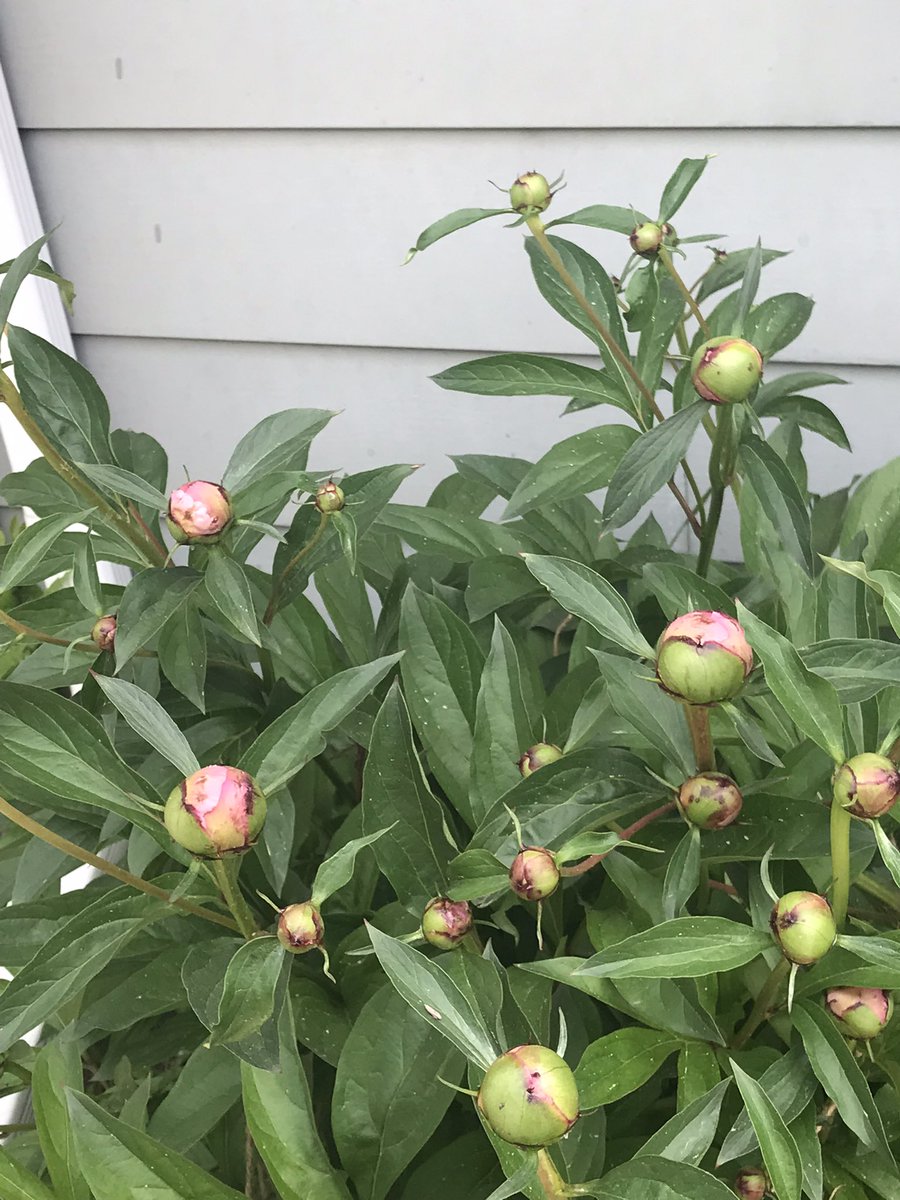 w_steeves's tweet image. Waiting my girl @CyndiLova &amp;amp; @JayJay1bish  chit chat, 
My pink liliacs , w some bright pink, peonies.. 

Come visit 🫶🏻🌸🦋🐿🐇🎉

Sunday Chat plus BoxyCharm base Box unboxing #BoxyCharm #BaseBox youtu.be/g2hVx8sZUAE via @YouTube