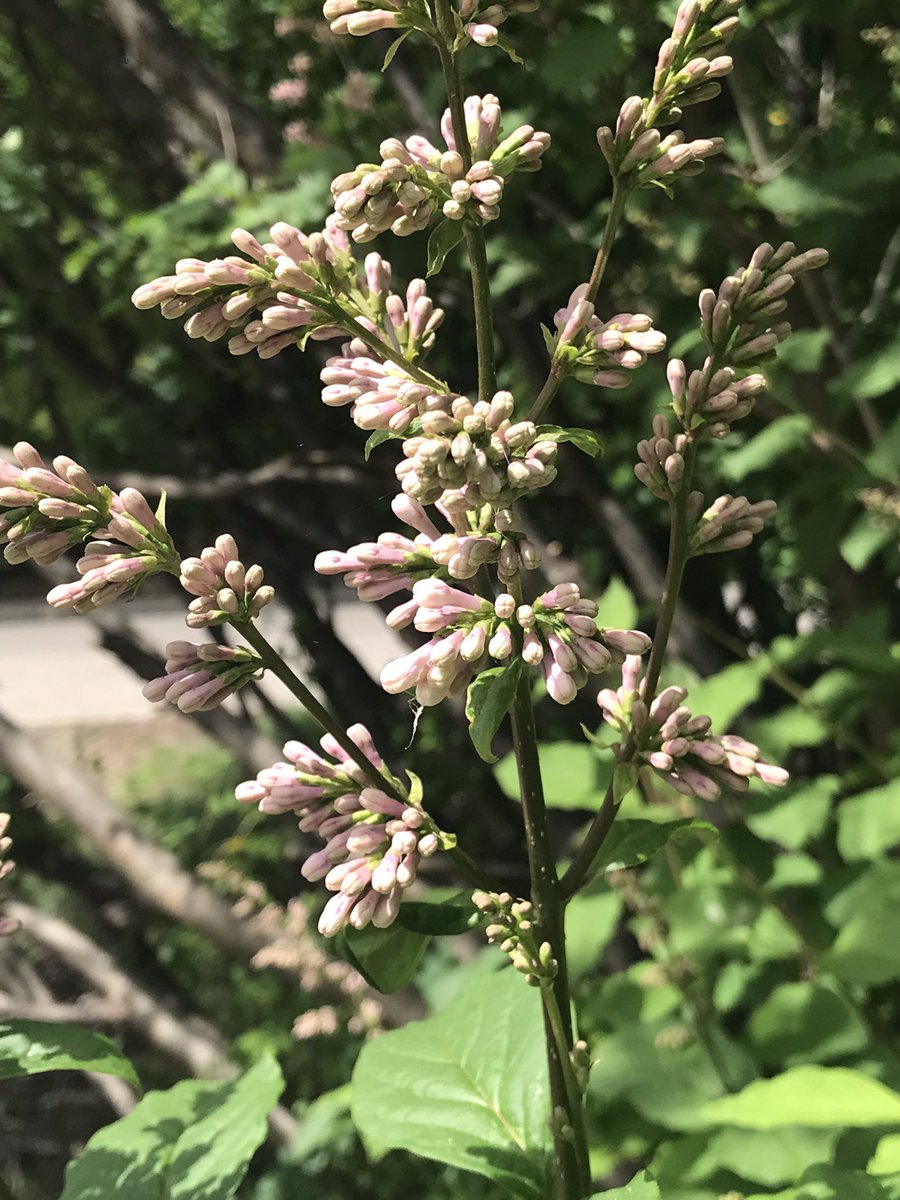 w_steeves's tweet image. Waiting my girl @CyndiLova &amp;amp; @JayJay1bish  chit chat, 
My pink liliacs , w some bright pink, peonies.. 

Come visit 🫶🏻🌸🦋🐿🐇🎉

Sunday Chat plus BoxyCharm base Box unboxing #BoxyCharm #BaseBox youtu.be/g2hVx8sZUAE via @YouTube