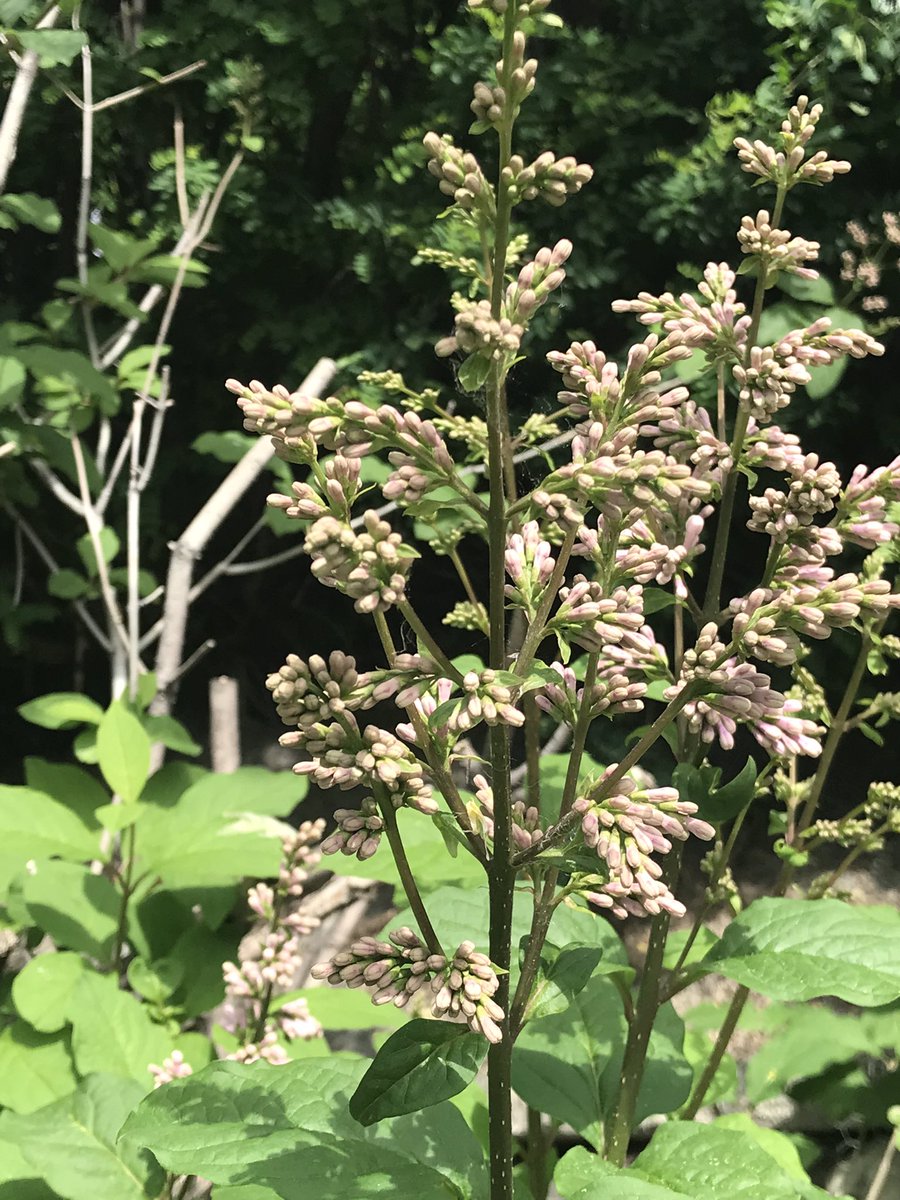 w_steeves's tweet image. Waiting my girl @CyndiLova &amp;amp; @JayJay1bish  chit chat, 
My pink liliacs , w some bright pink, peonies.. 

Come visit 🫶🏻🌸🦋🐿🐇🎉

Sunday Chat plus BoxyCharm base Box unboxing #BoxyCharm #BaseBox youtu.be/g2hVx8sZUAE via @YouTube