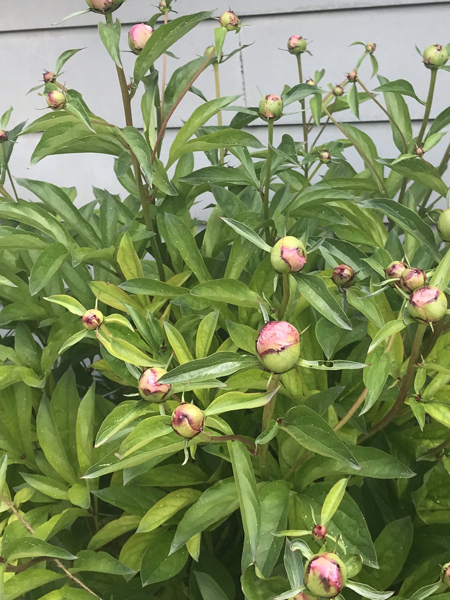 w_steeves's tweet image. Waiting my girl @CyndiLova &amp;amp; @JayJay1bish  chit chat, 
My pink liliacs , w some bright pink, peonies.. 

Come visit 🫶🏻🌸🦋🐿🐇🎉

Sunday Chat plus BoxyCharm base Box unboxing #BoxyCharm #BaseBox youtu.be/g2hVx8sZUAE via @YouTube