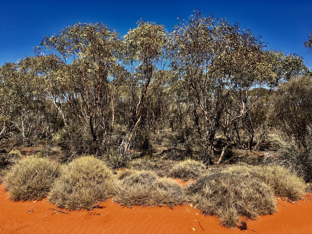 Heading out to our #mallee sites very soon. Excited to catch up with the red sand. It has been too long.