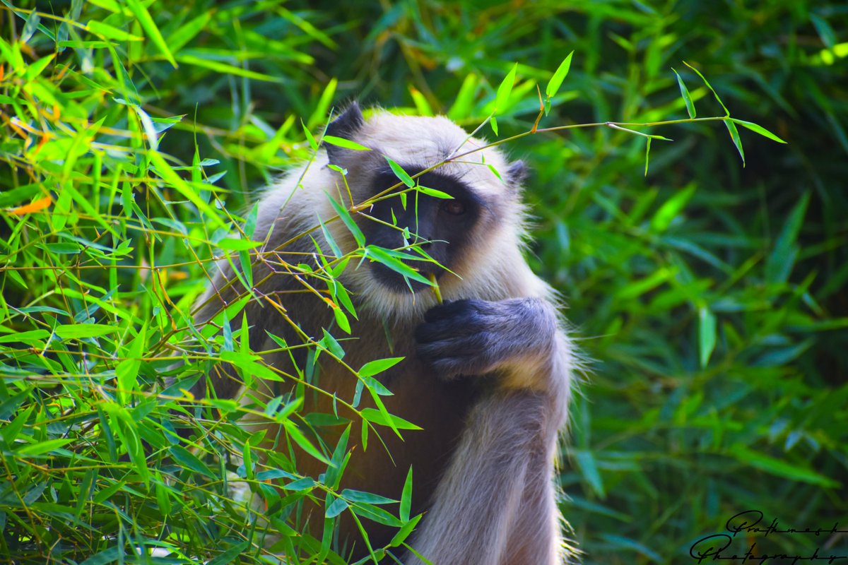 PrathmeshPhoto2's tweet image. Monkey Eye
An animal&apos;s eyes have the power to speak a great language.
#prathmeshphotography #natgeoyourshot #natgeoindia #yourshotphotographer #nikon #nikonphotography #discoverychannel #natgeo #gujarattourism #jangal #monkey #animalphotography #animallovers