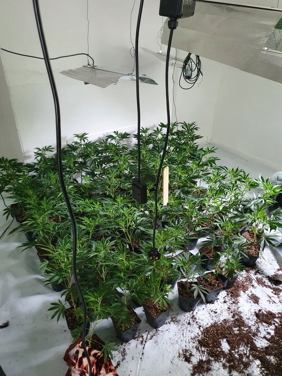 LozellsWMP's tweet image. Officer's today have acted upon community intelligence regarding a cannabis grow in the Handsworth area. Officer's have seized 71 plants and growing equipment. #oneteamworkingtogether #notonmystreets #communityintelligence