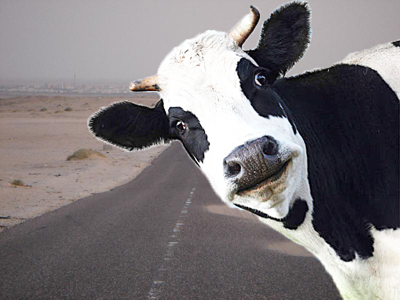 ProfDrKaffee's tweet image. Kuwait                            Kuhnah