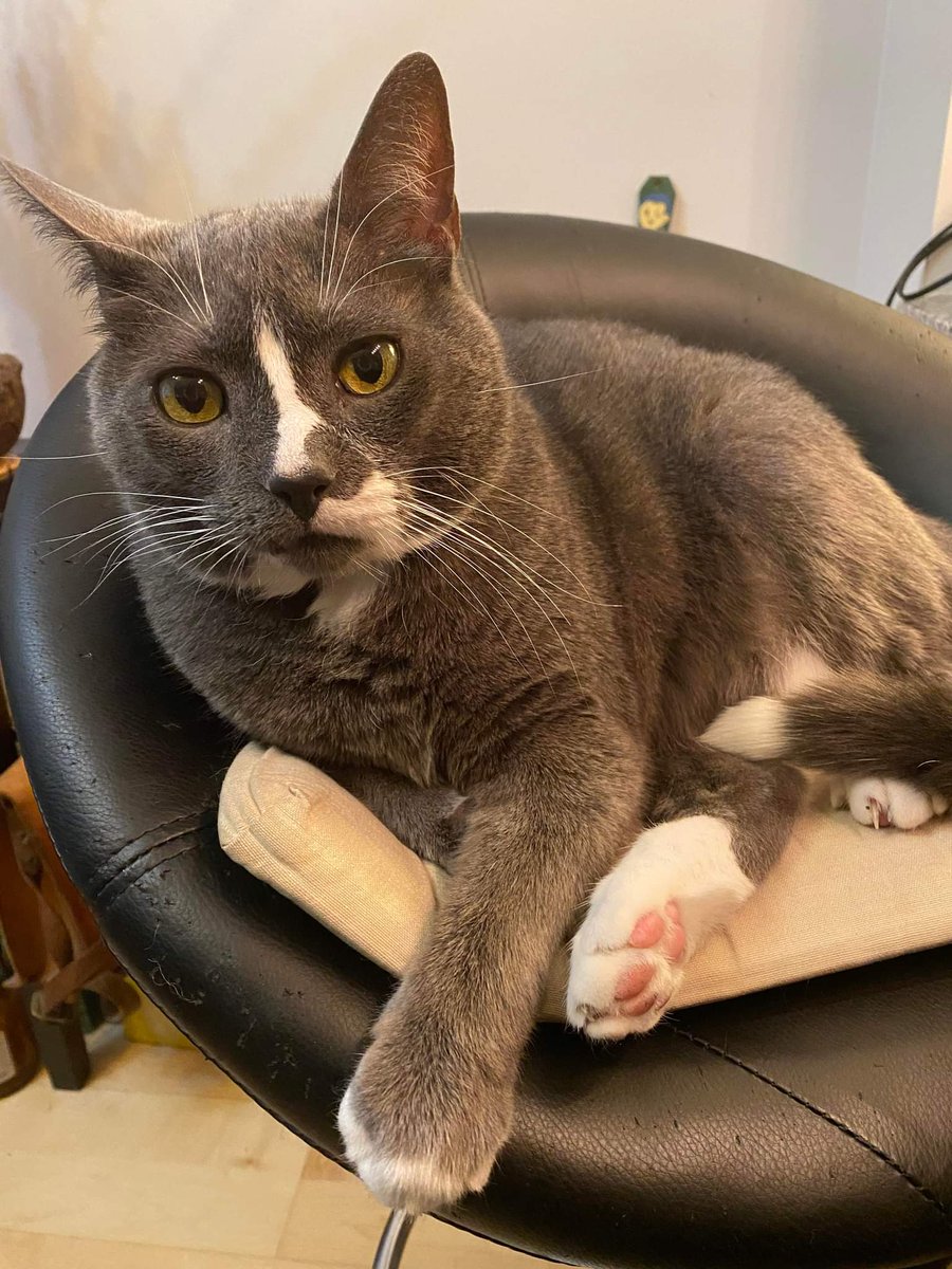 FreshAvodavo's tweet photo. @ImEmman_ @WalrusThe1st All u need r doges and meowzers https://t.co/ATFoe1yK4j
