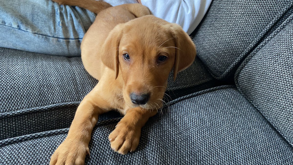 New family member. Cooper, 8 weeks old.