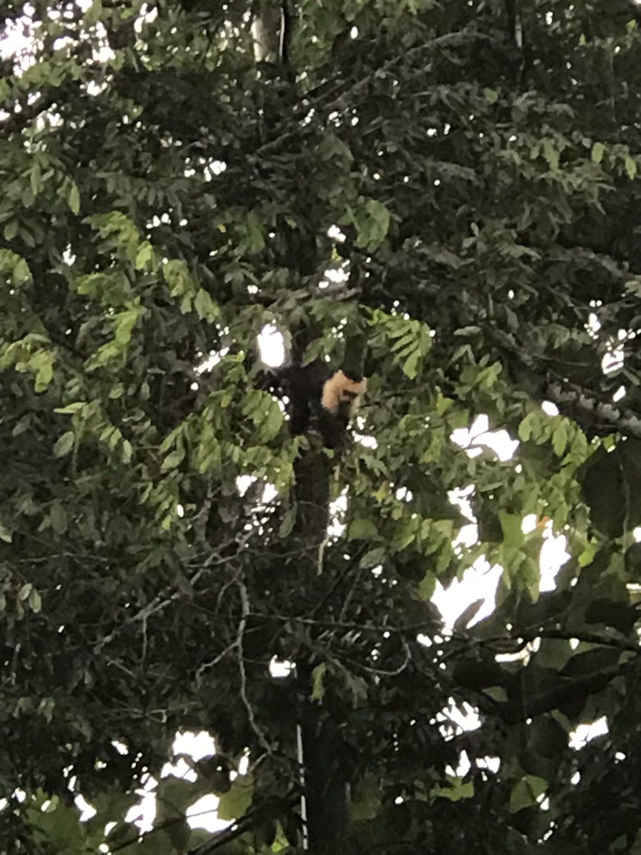 Costa Rica - I could watch the monkeys all day long. We saw them in the trees when we went horseback riding, walking in National Parks and on a boat tour of the mangroves.
