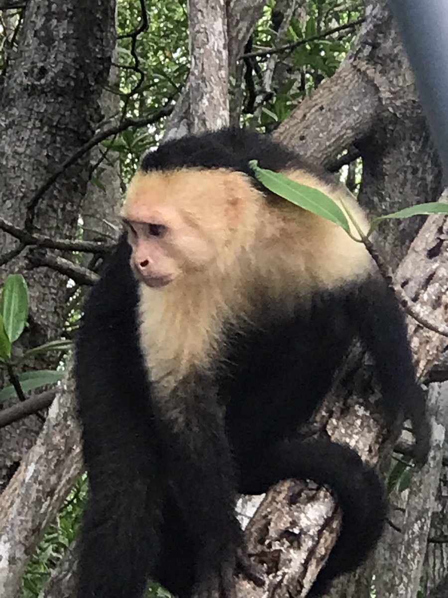 Sci8Mrsjp's tweet photo. Costa Rica - I could watch the monkeys all day long. We saw them in the trees when we went horseback riding, walking in National Parks and on a boat tour of the mangroves. https://t.co/jOpbeDiDQQ