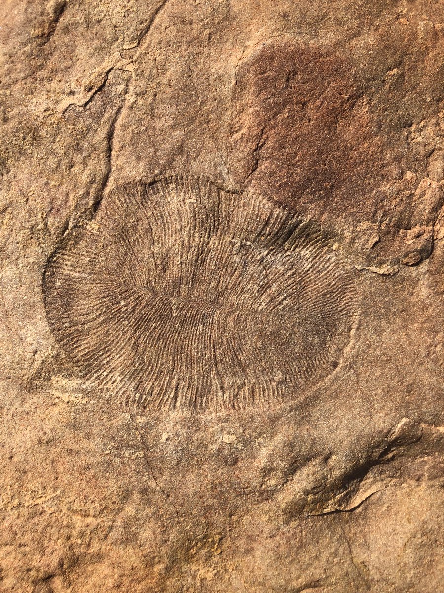DavidDbal's tweet photo. Absolutely fantastic tour of the Nilpena #ediacara fossil deposits with Ross Fargher. Earliest known multicellular life laid down on the sea floor over 50m years ago. National Park opens late 2022 #flindersranges #southaustralia. https://t.co/xanRLSFu3Y