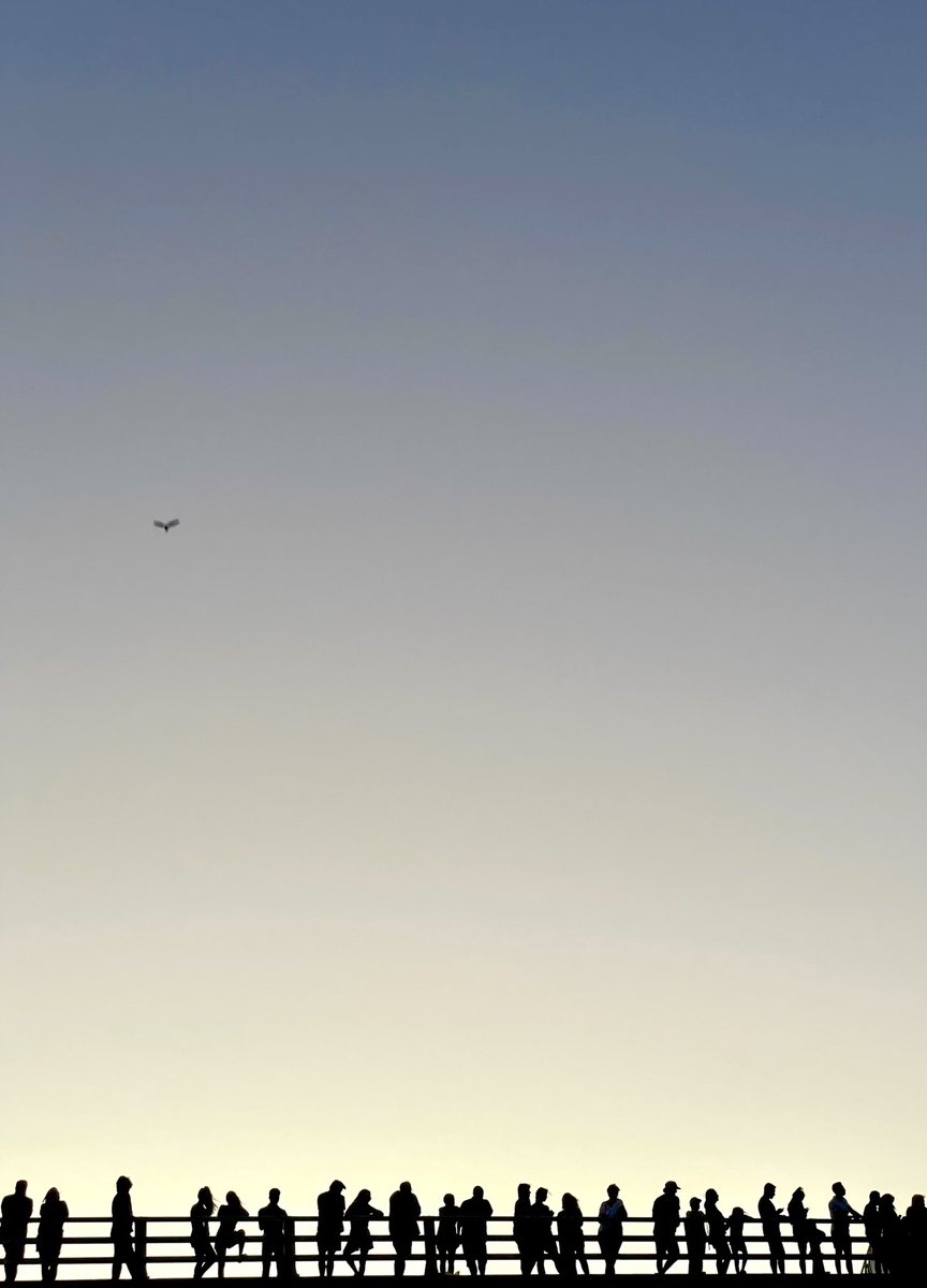 Goodbye #CongressBridgeBats see you next year  #AustinTx #KeepAustinWeird #Consensus2022