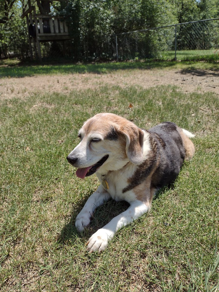 Bailey_Beagle's tweet photo. Me, for a few seconds in 102 F🌡️temp🥵‼️ https://t.co/zgyLu1moR2