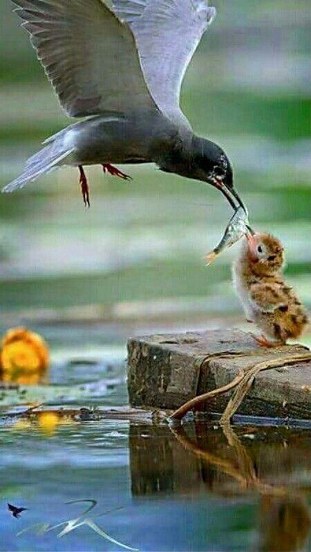 JonasAquin's tweet photo. "In this life, we cannot always do great things, but we can do small things with great love." Madre Teresa https://t.co/Gt8nZLyF4i