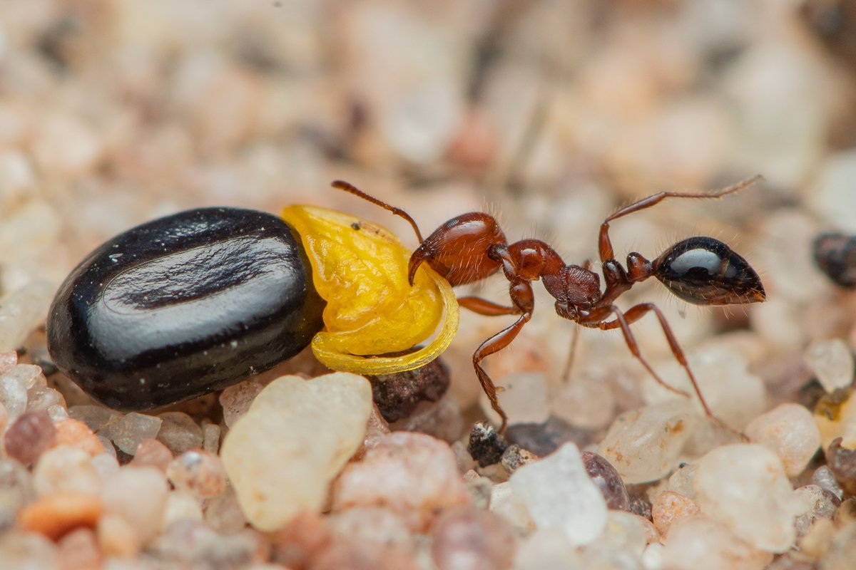 Lots of plants enlist ants to disperse their seeds. In exchange for the service, they provide food (i.e, the elaiosomes). Ants find the seeds by the host plant, carry them back to their nests, eat the food bodies, then discard the seed nearby. The process is called Myrmechochory.