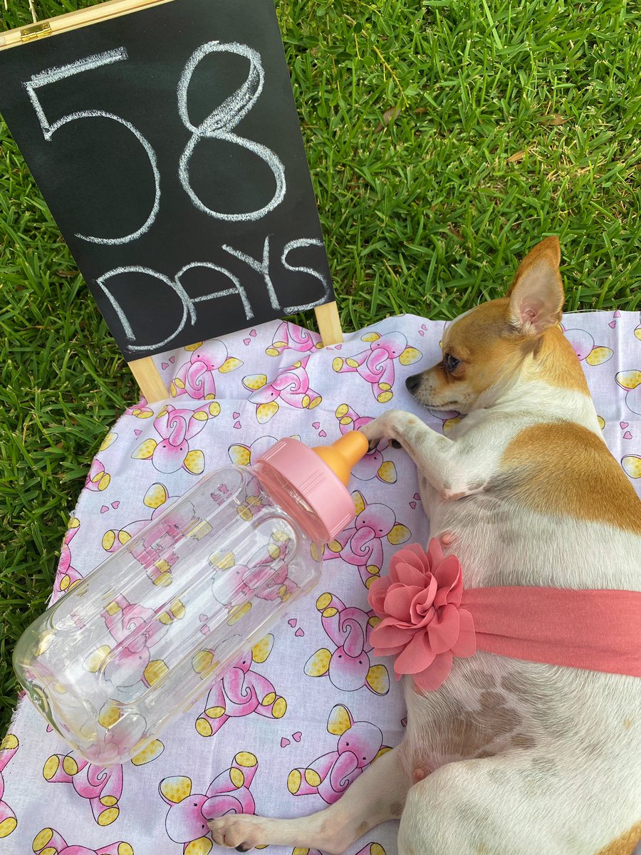 ChavisDanna's tweet photo. My girl is 58 days! 5 more to go!! https://t.co/ZMPB1rPIyt