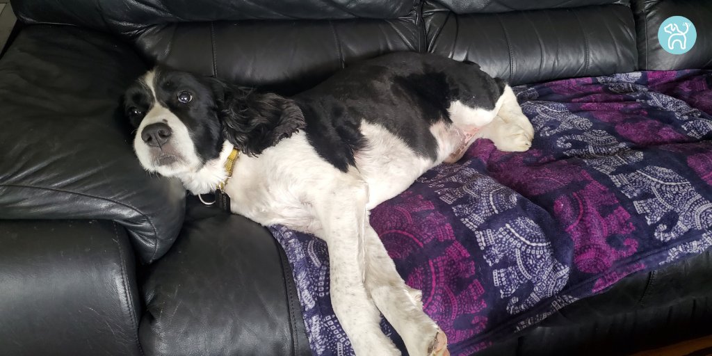 JWagable's tweet photo. Hank shows me how to relax properly. #DogComfort https://t.co/OWHZbVQL9f