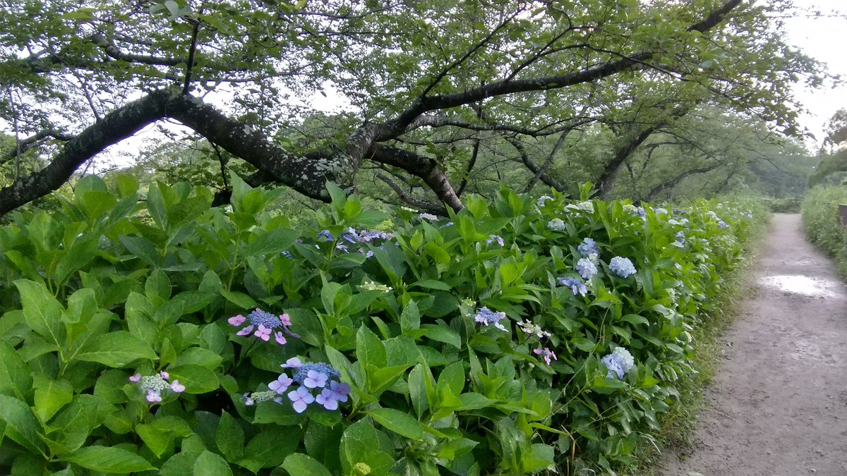 おはようございます😊

人にやさしくなろう。
お互いを許し合おう。
失敗も間違いも正しくない行いも、そんなこともあるさと受け入れて、許すことができれば誰もが生きやすい世の中になるだろう。

#おは戦40614jk🔥