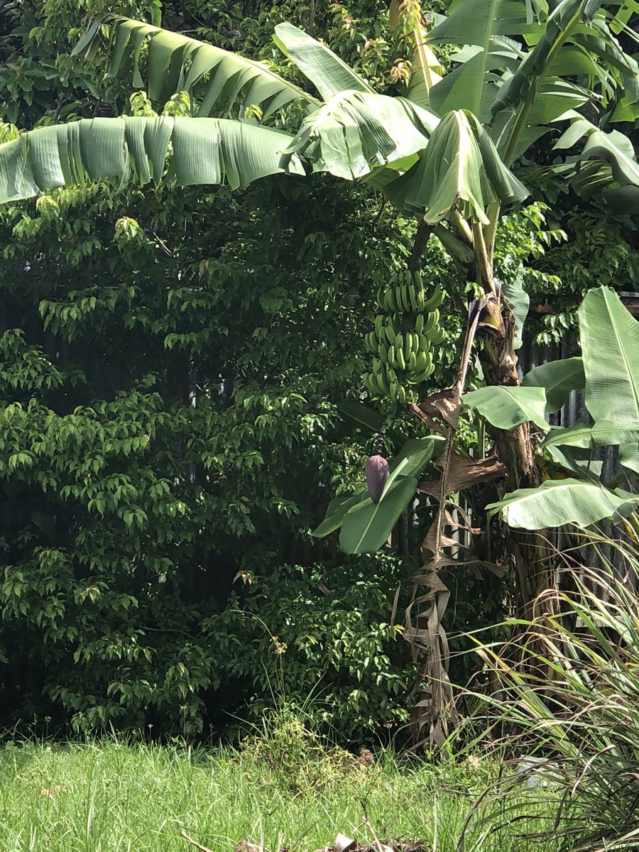 lafcrylaf's tweet photo. This bunch of #Bananas is in my mom’s backyard. Just waiting for them to be ‘full’, then some goes into a #FishBroth some #Boiled and eaten with #SteamedFish & some maybe into a #Salad Will try not to be #Selfish & #Share also. 🙏🏽🙏🏽 https://t.co/7NX2NHGk0i