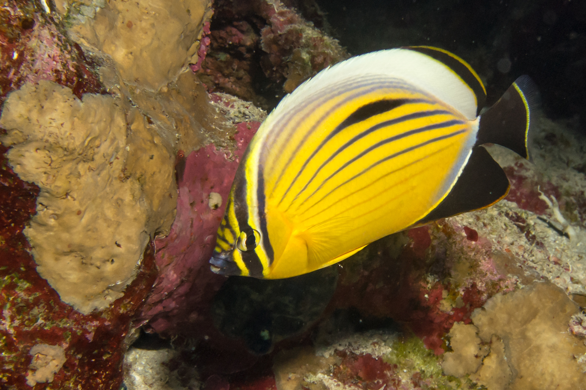 Uzivatel Yas ダイビング魚図鑑作成中 Na Twitteru 紅海 で見られる エクスクイジットバタフライフィッシュ ミスジチョウチョウウオに似ているけど 本種は臀鰭 尾鰭が黒い エクスクイジット Exquisite とは優雅を意味する T Co Vt5ia3lrjg Twitter Uzivatel Yas ダイビング魚図鑑作成中 Na Twitteru 紅海 で見られる エクスクイジットバタフライフィッシュ ミスジチョウチョウウオに似ているけど 本種は臀鰭 尾鰭が黒い エクスクイジット Exquisite とは優雅を意味する T Co Vt5ia3lrjg Twitter