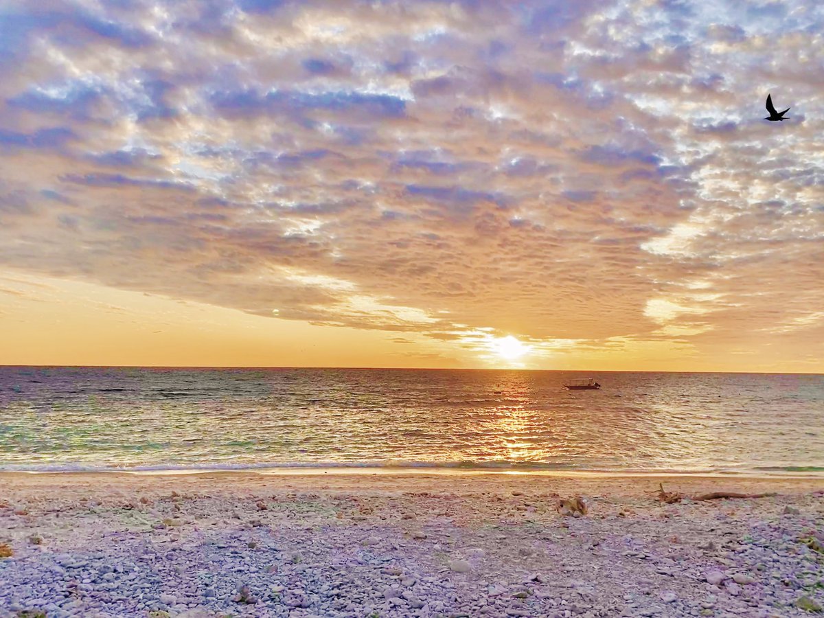 Bindi Irwin tweet media