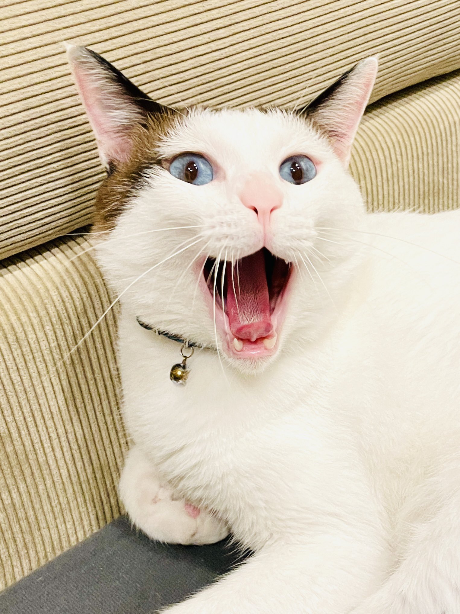 つくね ひまり アクビをする度褒めてたらアクビを毎回見せてくるようになった猫 今日も見せてくれる T Co Lyxzcesx5h Twitter